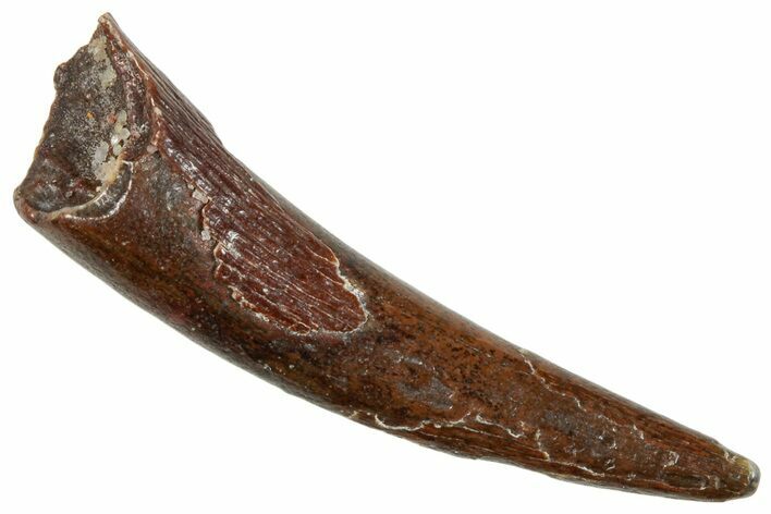 Fossil Pterosaur (Siroccopteryx) Tooth - Morocco #259802